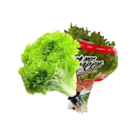 Салат лолло биондо Green Eco зелень в горшочке 150 г — 965 〒 Салат лолло биондо Green Eco зелень в горшочке 150 г — 965 〒 | Купить с доставкой