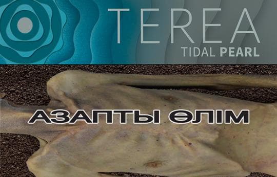 СТИКИ TEREA TIDAL PEARL — 1 210 〒 СТИКИ TEREA TIDAL PEARL — 1 210 〒 | Купить с доставкой